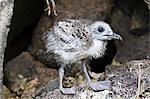Swallow-tailed gull (Creagrus furcatus) chick, Genovesa Island, Galapagos Islands, Ecuador, South America