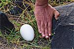 Waved albatross (Diomedea irrorata) egg, Espanola Island, Galapagos Islands, Ecuador, South America