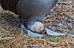 Adult waved albatross (Diomedea irrorata) with single egg, Espanola Island, Galapagos Islands, Ecuador, South America