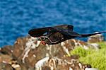 Adult male magnificent frigatebird (Fregata magnificens), Las Bachas, Santa Cruz Island, Galapagos Islands, Ecuador, South America