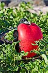 Adult male magnificent frigatebird (Fregata magnificens), Las Bachas, Santa Cruz Island, Galapagos Islands, Ecuador, South America