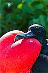 Adult male magnificent frigatebird (Fregata magnificens), North Seymour Island, Galapagos Islands, UNESCO World Heritage Site, Ecuador, South America