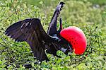 Adult male magnificent frigatebird (Fregata magnificens), North Seymour Island, Galapagos Islands, UNESCO World Heritage Site, Ecuador, South America