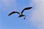 Juvenile magnificent frigatebird (Fregata magnificens) attacking an Elliot's storm petrel (Oceanites gracilis galapagoensis), Punta Pitt, San Cristobal Island, Galapagos Islands, Ecuador, South America