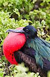 Adult male great frigatebird (Fregata minor), Genovesa Island, Galapagos Islands, UNESCO World Heritage Site, Ecuador, South America