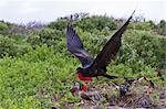 Adult male great frigatebirds (Fregata minor), Genovesa Island, Galapagos Islands, UNESCO World Heritage Site, Ecuador, South America