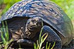 Wild Galapagos tortoise (Geochelone elephantopus), Urbina Bay, Isabela Island, Galapagos Islands, UNESCO World Heritage Site, Ecuador, South America