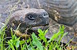 Wild Galapagos tortoise (Geochelone elephantopus), Santa Cruz Island, Galapagos Islands, UNESCO World Heritage Site, Ecuador, South America