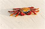 Sally lightfoot crab (Grapsus grapsus), Las Bachas, Santa Cruz Island, Galapagos Islands, Ecuador, South America