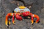 Sally lightfoot crab (Grapsus grapsus), Cerro Dragon, Santa Cruz Island, Galapagos Islands, Ecuador, South America