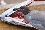 Lava gull (Leucophaeus fuliginosus), Puerto Ayora, Santa Cruz Island, Galapagos Islands, Ecuador, South America