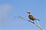 Adult Espanola mockingbird (Hood mockingbird) (Mimus macdonaldi), Espanola Island, Galapagos Islands, Ecuador, South America