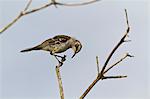 Adult San Cristobal mockingbird (Chatham mockingbird) (Mimus melanotis), Cerro Bruja, San Cristobal Island, Galapagos Islands, Ecuador, South America