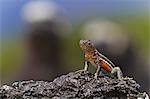 Lava lizard (Microlophus spp), Las Bachas, Santa Cruz Island, Galapagos Islands, Ecuador, South America