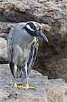 Adult yellow-crowned night heron (Nyctanassa violacea), Genovesa Island, Galapagos Islands, Ecuador, South America