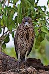 Juvenile yellow-crowned night heron (Nyctanassa violacea), Genovesa Island, Galapagos Islands, Ecuador, South America