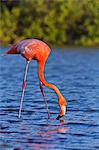 Greater flamingo (Phoenicopterus ruber), Las Bachas, Santa Cruz Island, Galapagos Islands, Ecuador, South America