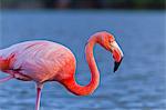 Greater flamingo (Phoenicopterus ruber), Las Bachas, Santa Cruz Island, Galapagos Islands, Ecuador, South America