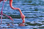 Greater flamingo (Phoenicopterus ruber), Las Bachas, Santa Cruz Island, Galapagos Islands, Ecuador, South America