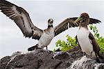 Nazca booby (Sula grantii) chick, Punta Suarez, Santiago Island, Galapagos Islands, Ecuador, South America