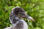 Nazca booby (Sula grantii) chick, Punta Suarez, Santiago Island, Galapagos Islands, Ecuador, South America