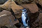 Adult Galapagos penguin (Spheniscus mendiculus), Bartolome Island, Galapagos Islands, Ecuador, South America