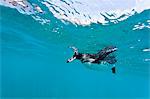 Adult Galapagos penguin (Spheniscus mendiculus) underwater, Bartolome Island, Galapagos Islands, Ecuador, South America