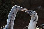 Blue-footed booby (Sula nebouxii), North Seymour Island, Galapagos Islands, Ecuador, South America