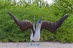 Blue-footed booby (Sula nebouxii), North Seymour Island, Galapagos Islands, Ecuador, South America