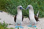 Blue-footed booby (Sula nebouxii) pair, North Seymour Island, Galapagos Islands, Ecuador, South America