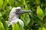 Red-footed booby (Sula sula) chick, Genovesa Island,  Galapagos Islands, Ecuador, South America