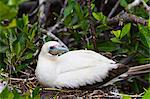 Adult white morph red-footed booby (Sula sula), Genovesa Island, Galapagos Islands, Ecuador, South America