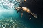 Galapagos sea lion (Zalophus wollebaeki) underwater, Tagus Cove, Isabela Island, Galapagos Islands, Ecuador, South America