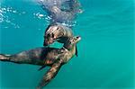 Galapagos sea lions (Zalophus wollebaeki) underwater, Tagus Cove, Isabela Island, Galapagos Islands, Ecuador, South America