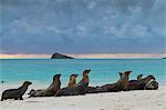 Galapagos sea lions (Zalophus wollebaeki), Gardner Bay, Espanola Island, Galapagos Islands, UNESCO World Heritage Site, Ecuador, South America