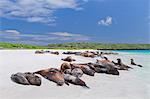 Galapagos sea lions (Zalophus wollebaeki), Gardner Bay, Espanola Island, Galapagos Islands, UNESCO World Heritage Site, Ecuador, South America