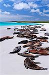 Galapagos sea lions (Zalophus wollebaeki), Gardner Bay, Espanola Island, Galapagos Islands, UNESCO World Heritage Site, Ecuador, South America