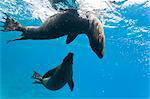 Galapagos sea lions (Zalophus wollebaeki) underwater, Champion Island, Galapagos Islands, Ecuador, South America