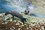 Galapagos sea lions (Zalophus wollebaeki) underwater, Guy Fawkes Islands, Galapagos Islands, Ecuador, South America