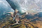 Galapagos sea lions (Zalophus wollebaeki) underwater, Guy Fawkes Islands, Galapagos Islands, Ecuador, South America