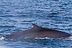 Adult fin whale (Balaenoptera physalus), Gulf of California (Sea of Cortez), Baja California Sur, Mexico, North America