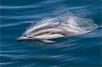 Long-beaked common dolphin (Delphinus capensis), Isla San Esteban, Gulf of California (Sea of Cortez), Baja California, Mexico, North America