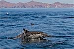 Long-beaked common dolphins (Delphinus capensis), Isla San Esteban, Gulf of California (Sea of Cortez), Baja California, Mexico, North America