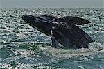 California gray whale (Eschrichtius robustus) calf breaching, San Ignacio Lagoon, Baja California Sur, Mexico, North America