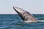 Adult California gray whale (Eschrichtius robustus) breaching, San Ignacio Lagoon, Baja California Sur, Mexico, North America