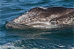 California gray whale (Eschrichtius robustus), San Ignacio Lagoon, Baja California Sur, Mexico, North America