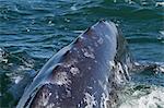 California gray whale (Eschrichtius robustus) caudal peduncle, San Ignacio Lagoon, Baja California Sur, Mexico, North America