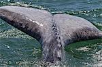 California gray whale (Eschrichtius robustus) calf tail, San Ignacio Lagoon, Baja California Sur, Mexico, North America