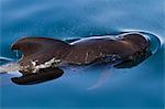 Short-finned pilot whale (Globicephala macrorhynchus), Isla San Pedro Martir, Gulf of California (Sea of Cortez), Baja California Norte, Mexico, North America