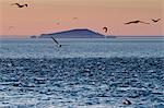 Sunrise fata morgana (mirage) with dolphins and birds, Isla San Pedro Martir, Gulf of California (Sea of Cortez), Baja California, Mexico, North America